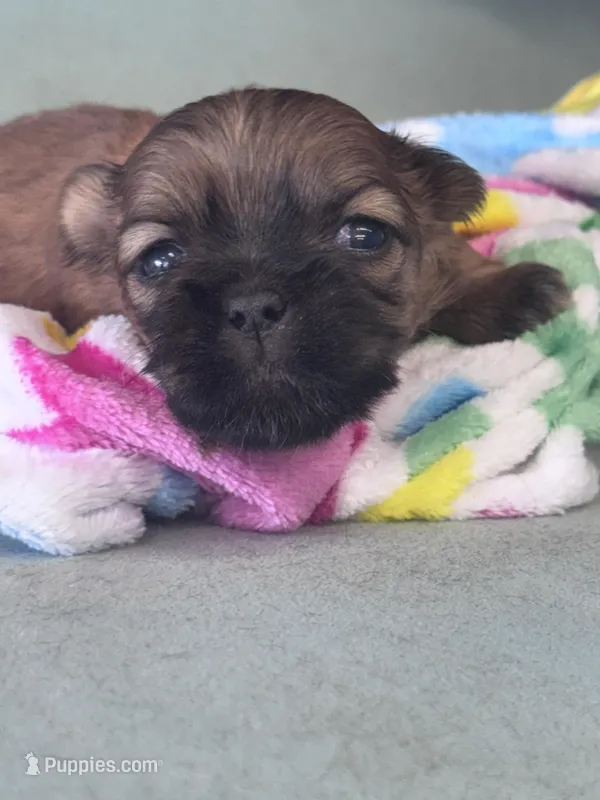 Dusty  – Shih Tzu puppy for sale in Mobile, AL