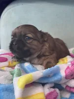 Dusty , a male Shih Tzu for sale in Mobile, AL – Photo 2 of 4