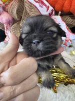 Brandi, a female Shih Tzu for sale in Mobile, AL – 2 of 5