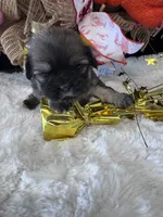 Brandi, a female Shih Tzu for sale in Mobile, AL – 4 of 5