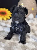 BlackBerry , a female Miniature Schnauzer for sale in Grand Bay, AL – 3 of 4