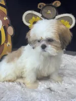 Angie , a female Shih Tzu for sale in Mobile, AL – 2 of 4