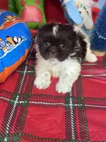 Solstice , a female Shih Tzu for sale in Mobile, AL – 5 of 5