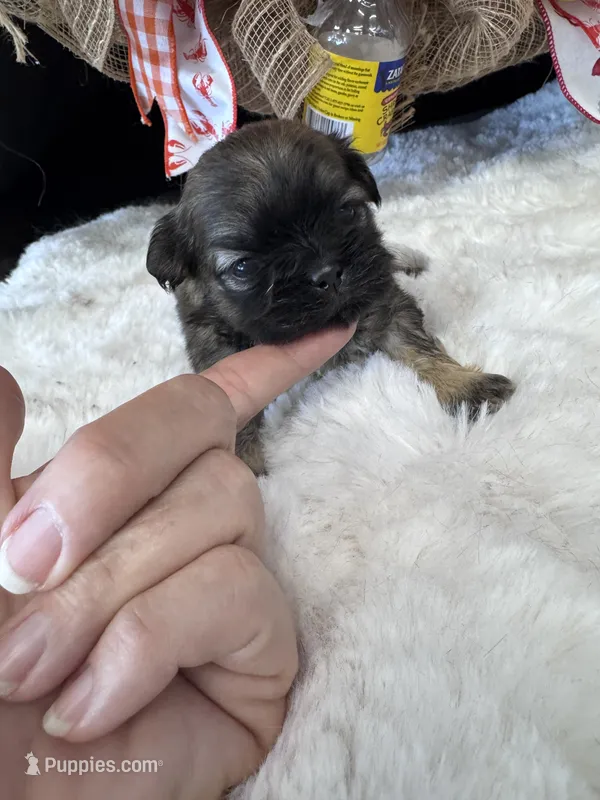 BA – Shih Tzu puppy for sale in Mobile, AL