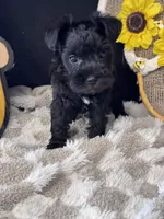 Black Cherry, a female Miniature Schnauzer for sale in Grand Bay, AL – 2 of 5
