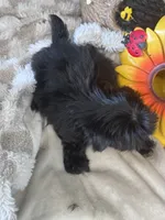 Ellie, a female Pekingese and Shih Tzu for sale in Grand Bay, AL – 5 of 6