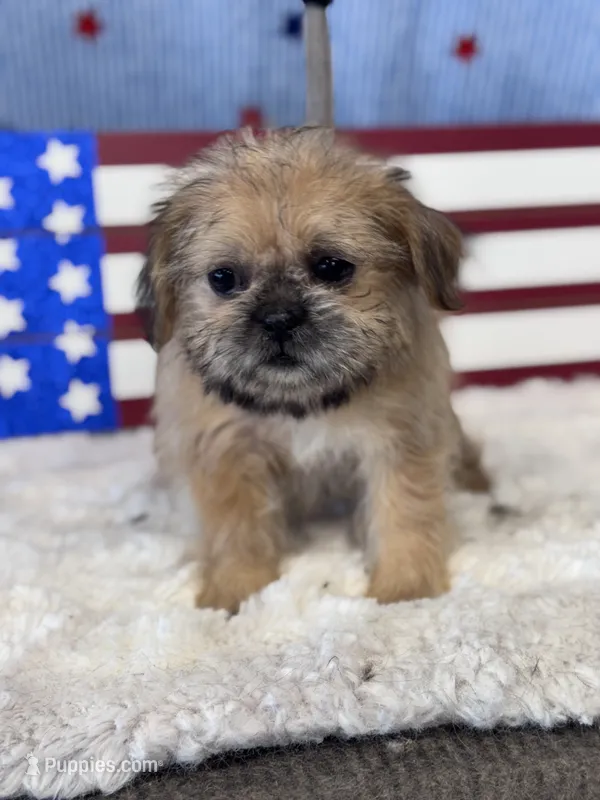 Tzu tzu – Shih Tzu puppy for sale in Mobile, AL