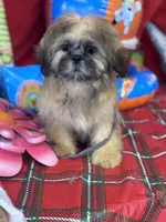 Daemon, a male Shih Tzu for sale in Mobile, AL – 5 of 7