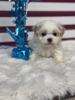 Sol, a male Mal Shi for sale in Mobile, AL – 4 of 4