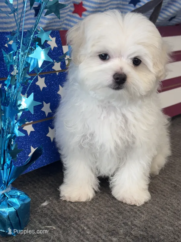 Girasol – Maltese puppy for sale in Mobile, AL