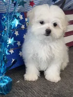 Girasol, a male Maltese for sale in Mobile, AL – 1 of 5