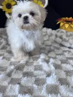 Knight, a male Shih Tzu for sale in Grand Bay, AL – 3 of 6