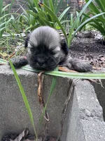 Happy, a male Shih Tzu for sale in Mobile, AL – 2 of 7