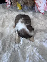 Tonks, a female Shih Tzu for sale in Mobile, AL – 4 of 4