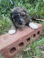 Zahara, a female Poodle - Toy  for sale in Mobile, AL – 2 of 4