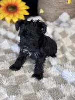 BlackBerry , a female Miniature Schnauzer for sale in Grand Bay, AL – 4 of 4