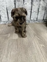 Merlot, a female Schnoodle for sale in Mobile, AL – 2 of 5