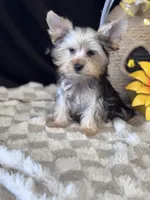 Sir Sly, a male Yorkshire Terrier for sale in Grand Bay, AL – 4 of 5