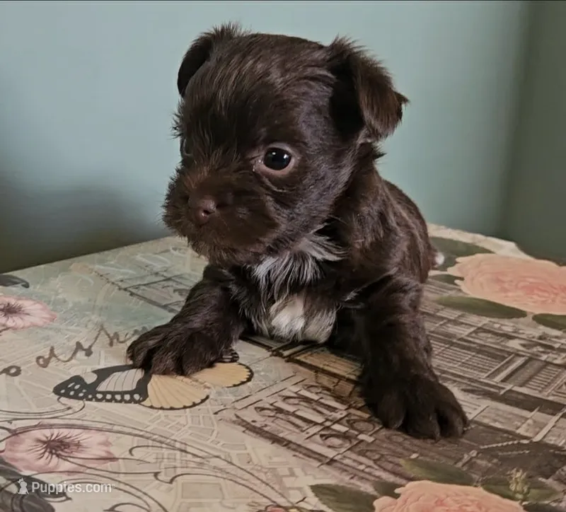 Kendi – Yorkshire Terrier puppy for sale in Grand Bay, AL