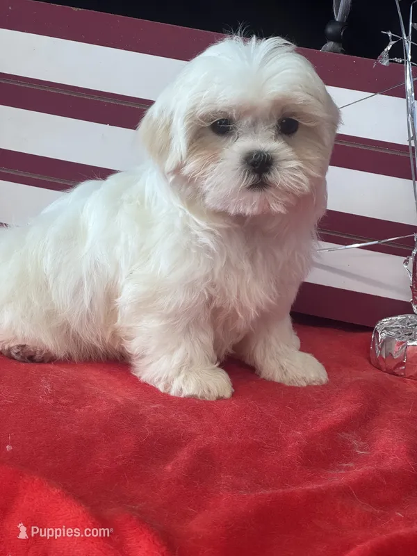 Rowen – Mal Shi puppy for sale in Mobile, AL