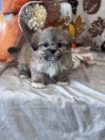 Loaf, a male Shih Tzu for sale in Grand Bay, AL – 3 of 4