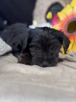 Rog, a male Yorkshire Terrier and Poodle - Toy  for sale in Grand Bay, AL – 2 of 5