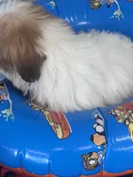 Zella, a female Shih Tzu for sale in Mobile, AL – 4 of 4