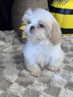 Laden, a male Shih Tzu for sale in Grand Bay, AL – 5 of 6