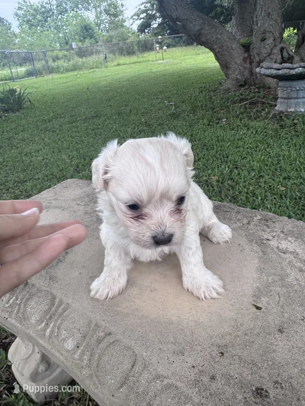 Fauna – Maltipoo puppy for sale in Mobile, AL