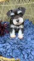 Camellia , a female Miniature Schnauzer for sale in Mobile, AL – 4 of 6