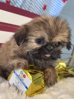Fanny, a female Shih Tzu for sale in Mobile, AL – 1 of 3