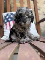 Blue, a male Poodle - Miniature  for sale in Mobile, AL – 2 of 4