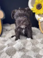 Nettie, a female Miniature Schnauzer for sale in Grand Bay, AL – 2 of 4