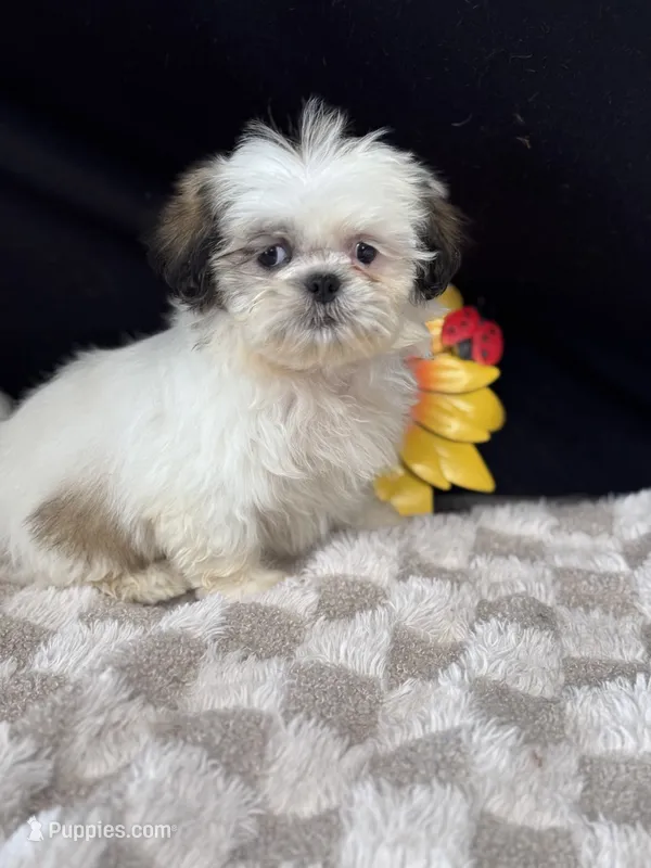 Pierre – Shih Tzu puppy for sale in Grand Bay, AL