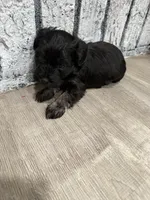 Phantom, a male Schnoodle for sale in Mobile, AL – 5 of 5