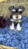 Camellia , a female Miniature Schnauzer for sale in Mobile, AL – 3 of 6