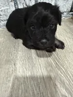 Phantom, a male Schnoodle for sale in Mobile, AL – 3 of 5