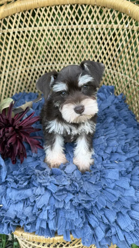 Camellia  – Miniature Schnauzer puppy for sale in Mobile, AL