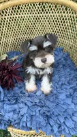Camellia , a female Miniature Schnauzer for sale in Mobile, AL – 1 of 6