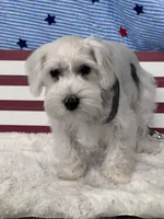 Cashew, a male Miniature Schnauzer for sale in Mobile, AL – 3 of 5
