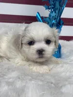 Ezra, a male Mal Shi for sale in Mobile, AL – 3 of 3