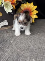 Manny, a male Yorkshire Terrier for sale in Grand Bay, AL – 2 of 4