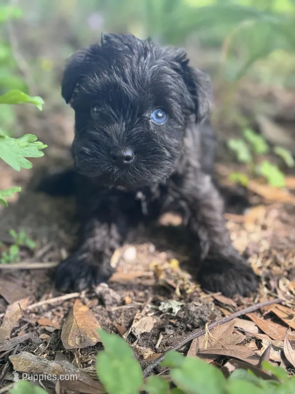 Tater – Miniature Schnauzer puppy for sale in Mobile, AL