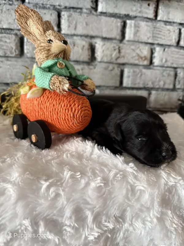 Tater – Miniature Schnauzer puppy for sale in Mobile, AL