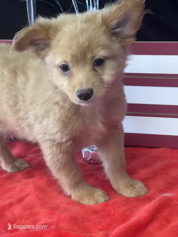 Fozzie, a male Pomchi for sale in Mobile, AL – 1 of 4