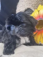 Ellie, a female Pekingese and Shih Tzu for sale in Grand Bay, AL – 6 of 6