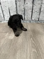Schnuggles, a female Schnoodle for sale in Mobile, AL – 6 of 6