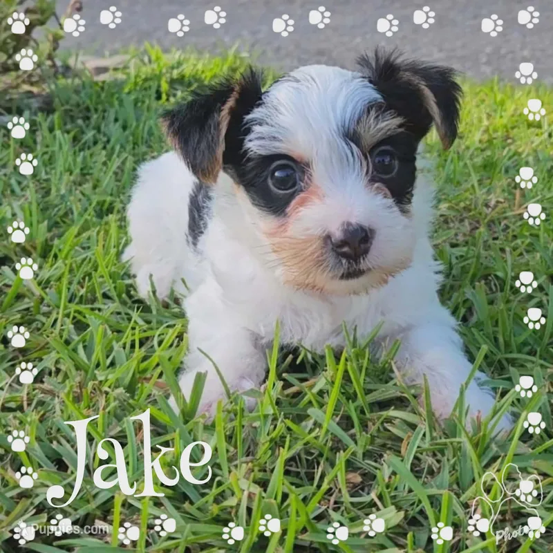 Jack – Yorkshire Terrier puppy for sale in Mobile, AL