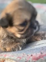 Memphis, a male Shih Tzu for sale in Mobile, AL – Photo 1 of 5