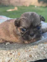 Memphis, a male Shih Tzu for sale in Mobile, AL – Photo 5 of 5
